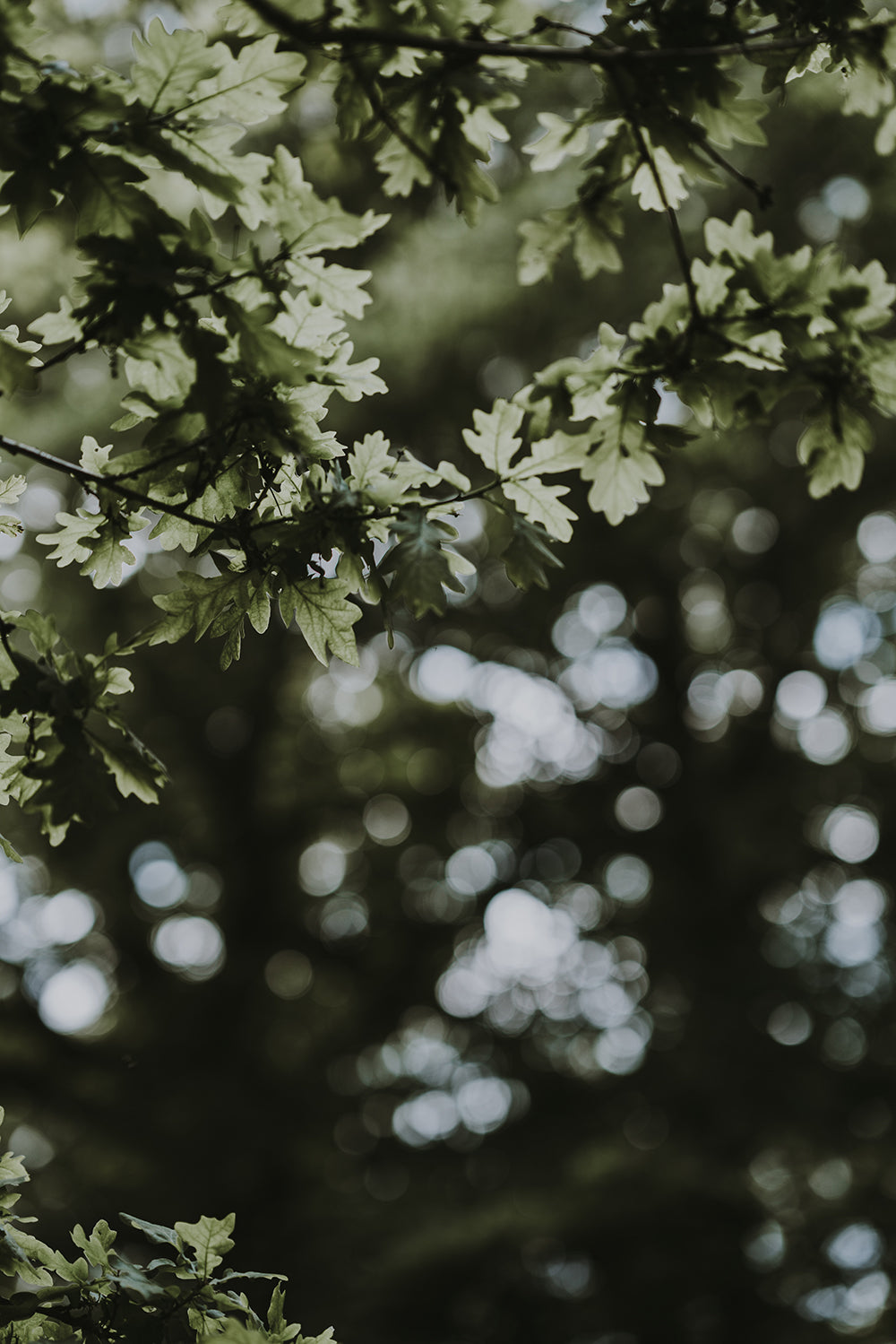 Lemon & Oak Fragrance